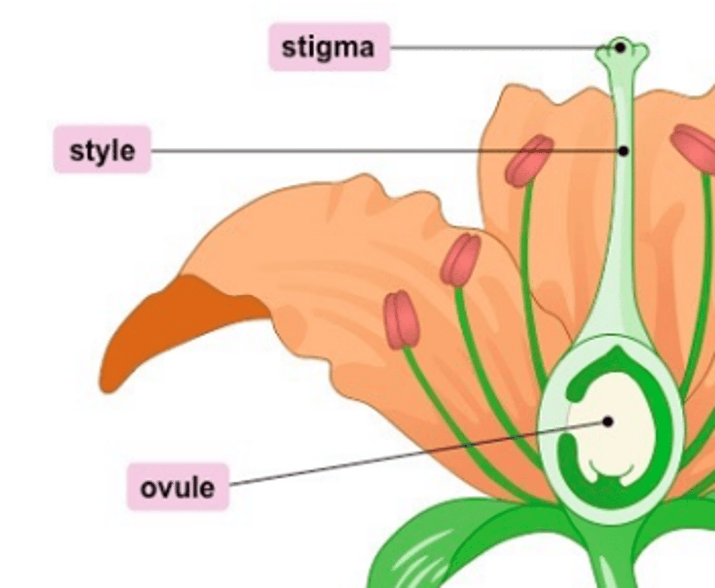 <p>stigma, style and ovule form the pistil</p><p>---------------------------</p><p>- responsible for producing seeds (in the ovule)</p>