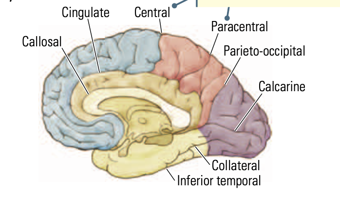 <p>clefts, shallower than fissures</p>