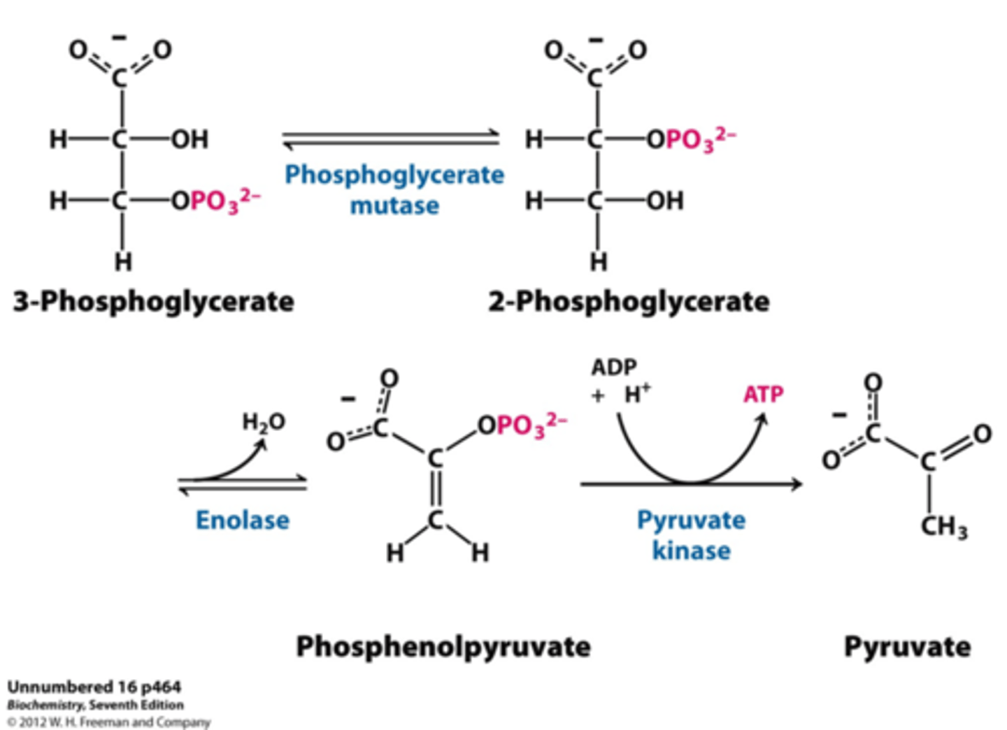 <p>- Phosphate group of PEP transferred to ADP, producing ATP (ex. of substrate-level phosphorylation) by pyruvate kinase</p><p>- initial product is enol-pyruvate, which quickly tautomerizes to the more stable keto form of pyruvate</p><p>- Remaining E released, making the rxn strongly favorable.</p>