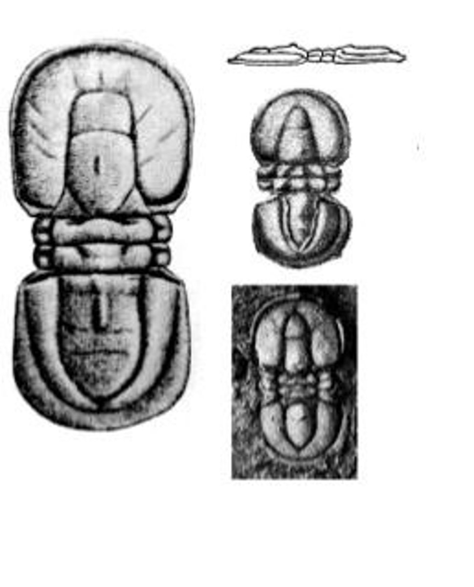 <p>a genus of trilobite restricted to the Middle Cambrian. Its remains have been found in Asia, Australia, Europe, and North Americ<span style="font-family: Roboto, arial, sans-serif">a</span></p><p>Phylum Arthropoda; Agnostids</p>
