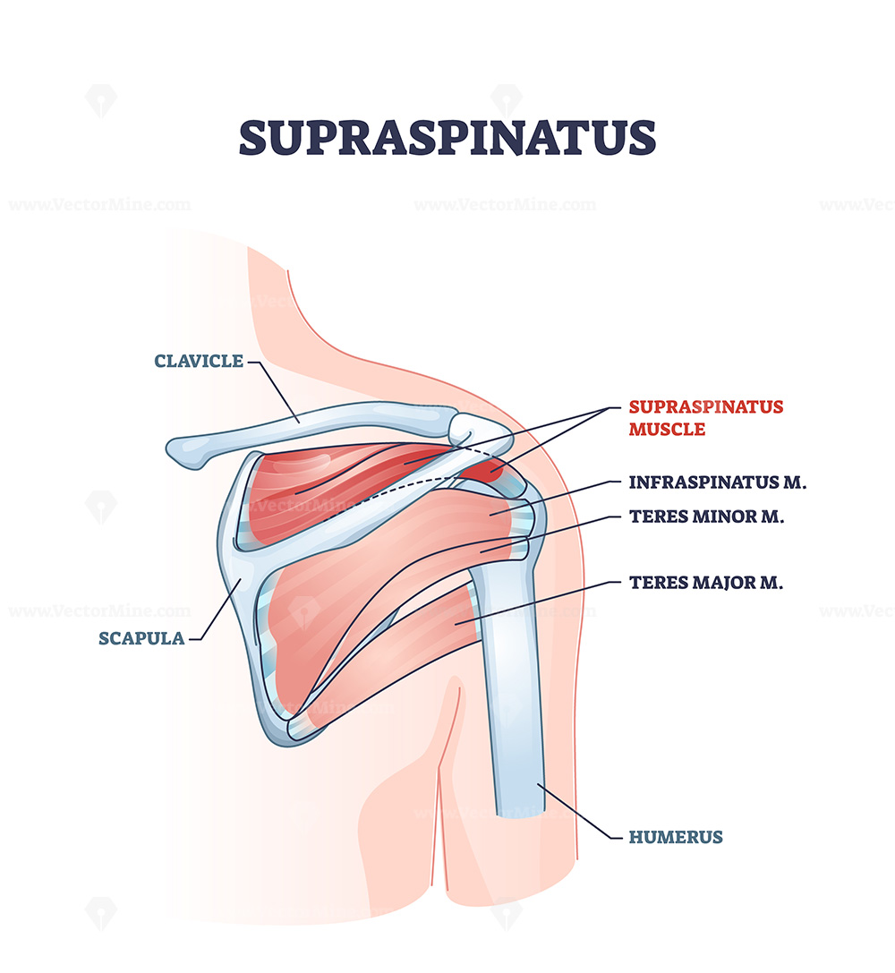 <p>Supraspinatus</p>