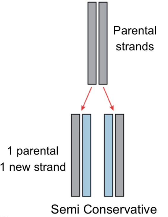 semi-conservative model of DNA replication
