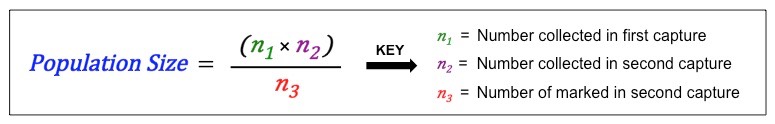 <ul><li><p>Random quadrat sampling to estimate sessile populations (ones that cannot move)</p></li><li><p>Capture-Mark-Release-Recapture to estimate motile populations (ones that move) —> then estimated using lincoln index formula</p></li></ul><p></p>