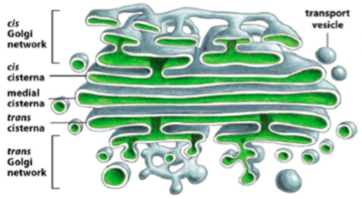 <p>Cisternae: flattened membrane-enclosed sacs of the Golgi</p><p>∙Has distinct faces:</p><p>→The cis face is adjacent to the ER</p><p>→The trans face points towards the plasma membrane</p><p>→The medial cisterna is in the middle</p><p>∙Vesicles from the ER enter the Golgi at the cis Golgi network</p>