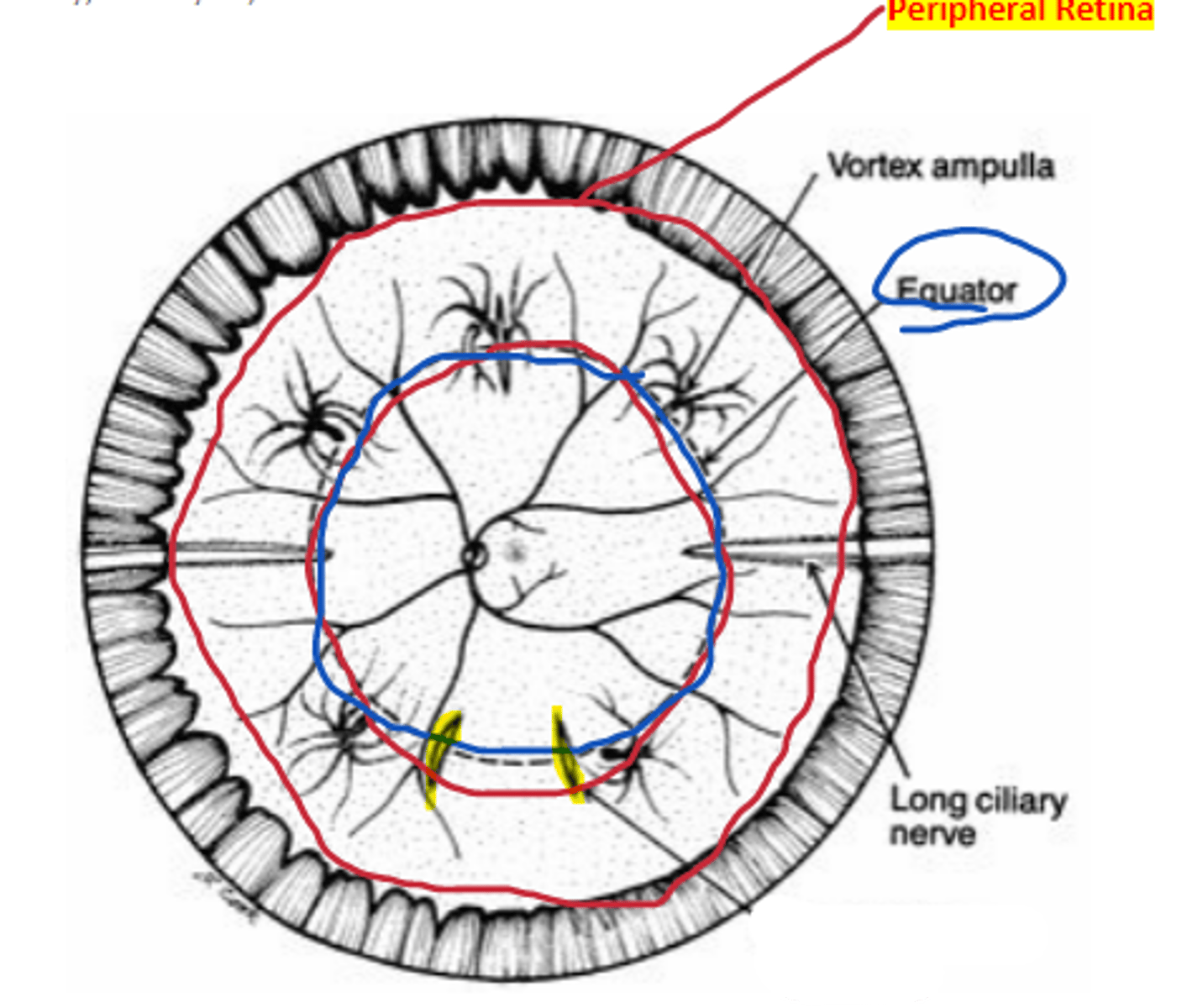 <p>nerve/artery complex located at the 12 and 6 o'clock positions separating nasal and temporal retina.</p>