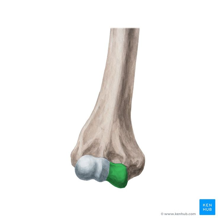 <p>name this bone or bone marking</p>