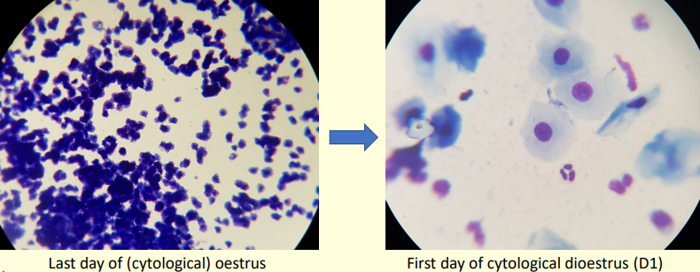 <p>Marks the end of the fertile period </p><p>• Stop further inseminations (an AI done on D1 has a very small chance of being successful. Beyond D1 – definitely too late!) </p><p>• Retrospectively, if you inseminated the bitch within the four days previous to D1, then your timing was GREAT</p>