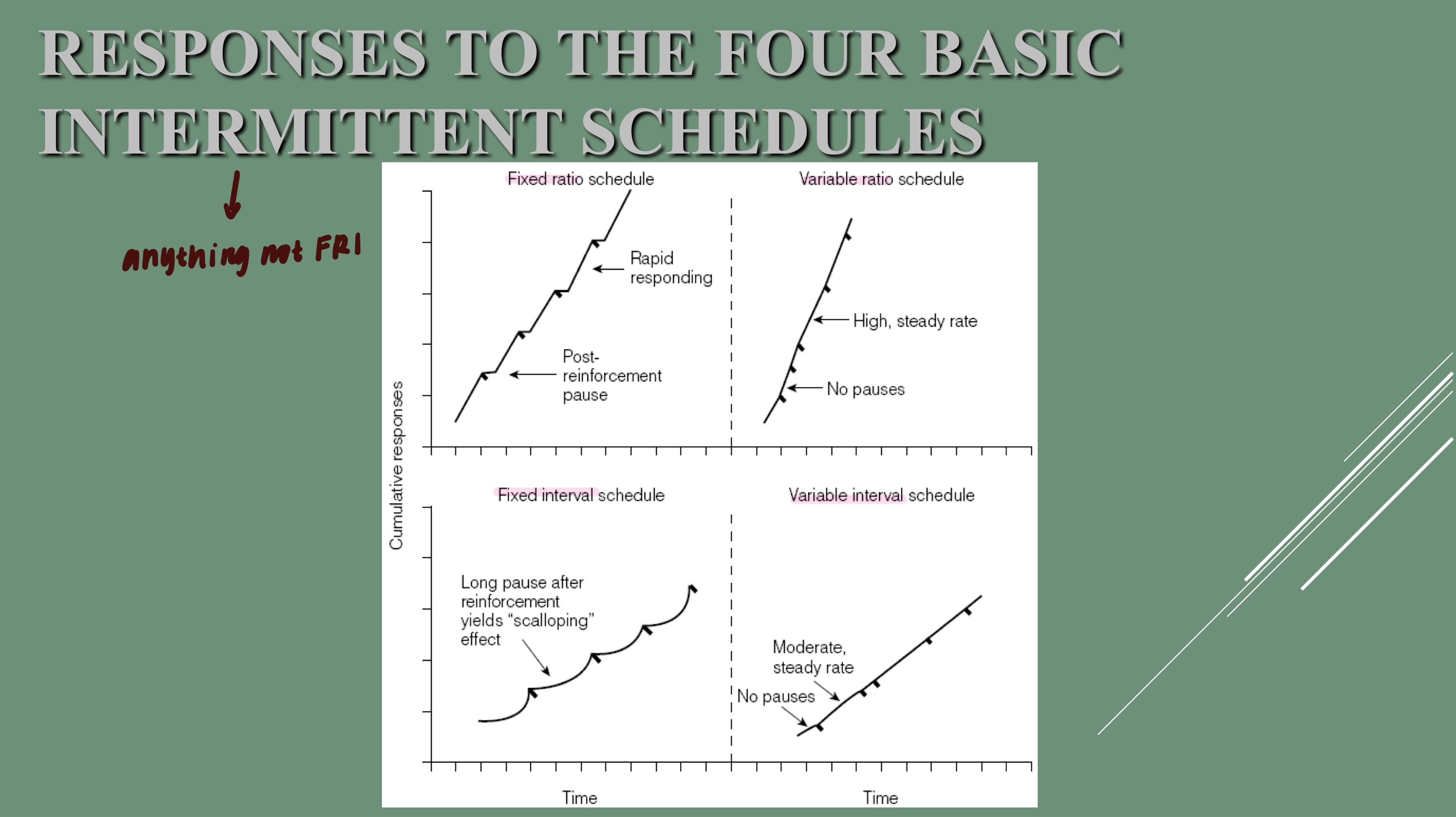 <ol><li><p>fixed ratio (FR): rein. contingent on a predictable # of R, high rate of R with short PRP</p></li><li><p>fixed interval (FI): rein. contingent upon first R after a predictable period of time, R consists of PRP followed by a gradually increasing rate of R as interval draw to a close- SCALLOPED</p></li><li><p>variable ratio (VR): rein. contingent upon an unpredictable # of R, high and steady rate of R with little/no PRP</p></li><li><p>variable interval (VI): rein. contingent on first R after an unpredictable period of time, moderate and steady rate of R with little/no PRP</p></li></ol><p></p>