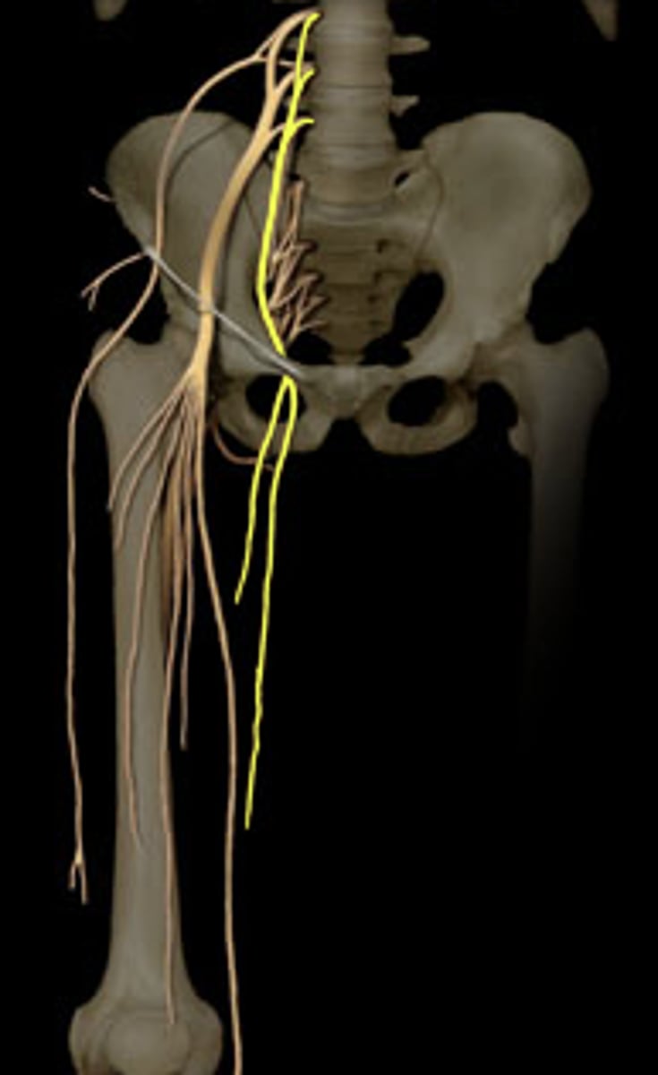 <p>ID nerve</p>