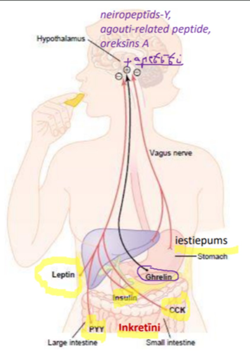 <p>- gastrointestinālā trakta neiropeptīds, kura sekrēcijas palielināšanās pēc katras maltītes «atspoguļo» uzņemto uzturvielu kalorisko vērtību.</p><p>PYY nomāc kuņģa motorisko aktivitāti, bet hipotalāmā, tas saistoties ar Y2 receptoriem, izraisa anorektisku efektu jeb samazina apetīti jeb sekmē sāta sajūtu.</p>
