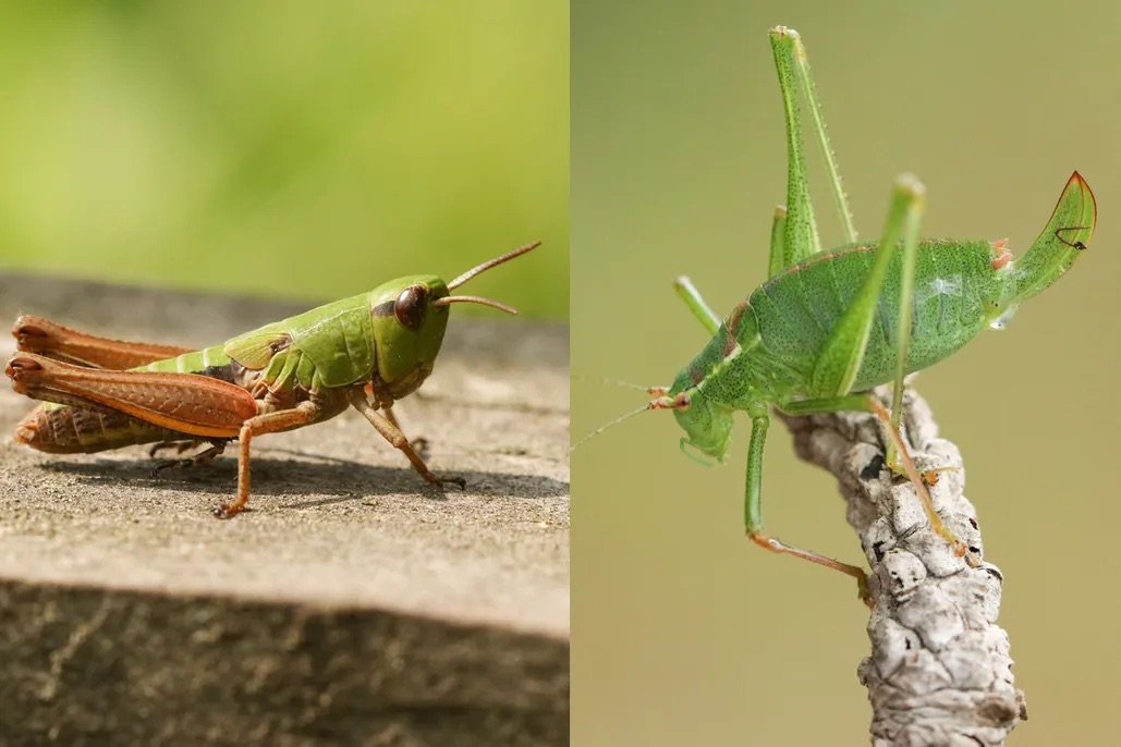 <p>Grasshoppers + Crickets + Katydids</p>