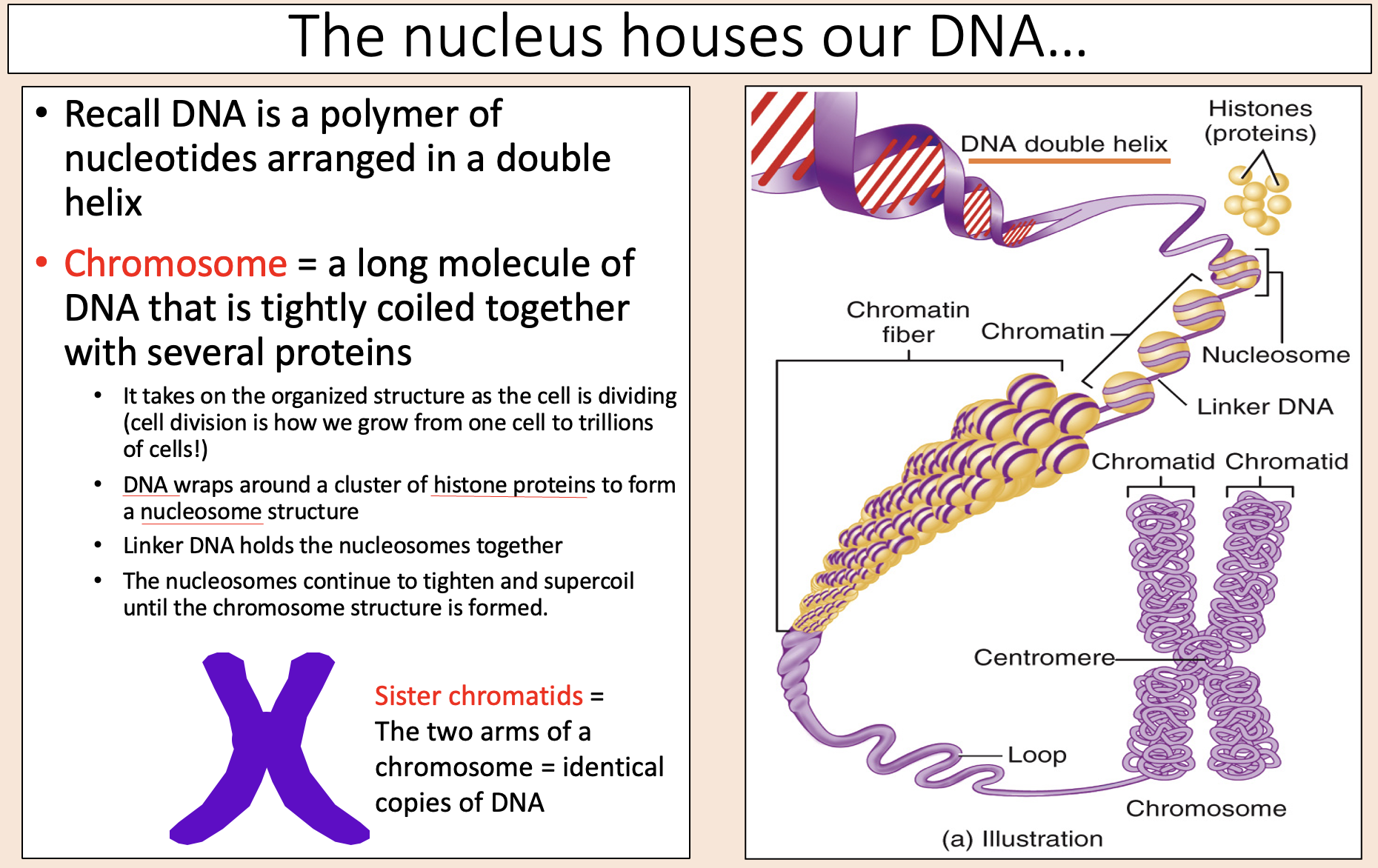 <p><span>• </span><span><span>It takes on the organized structure as the cell is dividing (cell division is how we grow from one cell to trillions of cells!).</span></span></p><p><span>• </span><span><span>DNA wraps around a cluster of histone proteins to form a nucleosome structure.</span></span></p><p><span>• </span><span><span>Linker DNA holds the nucleosomes together.</span></span></p><p><span>• </span><span><span>The nucleosomes continue to tighten and supercoil until the chromosome structure is formed.</span></span></p>