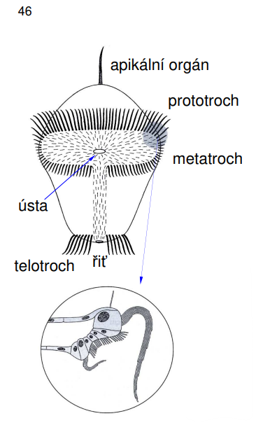 <p>1) apikální orgán 2) prototroch 3) metatroch 4) ústa 5) telotroch 6) řiť</p><p>má poproudový ciliární pás</p>