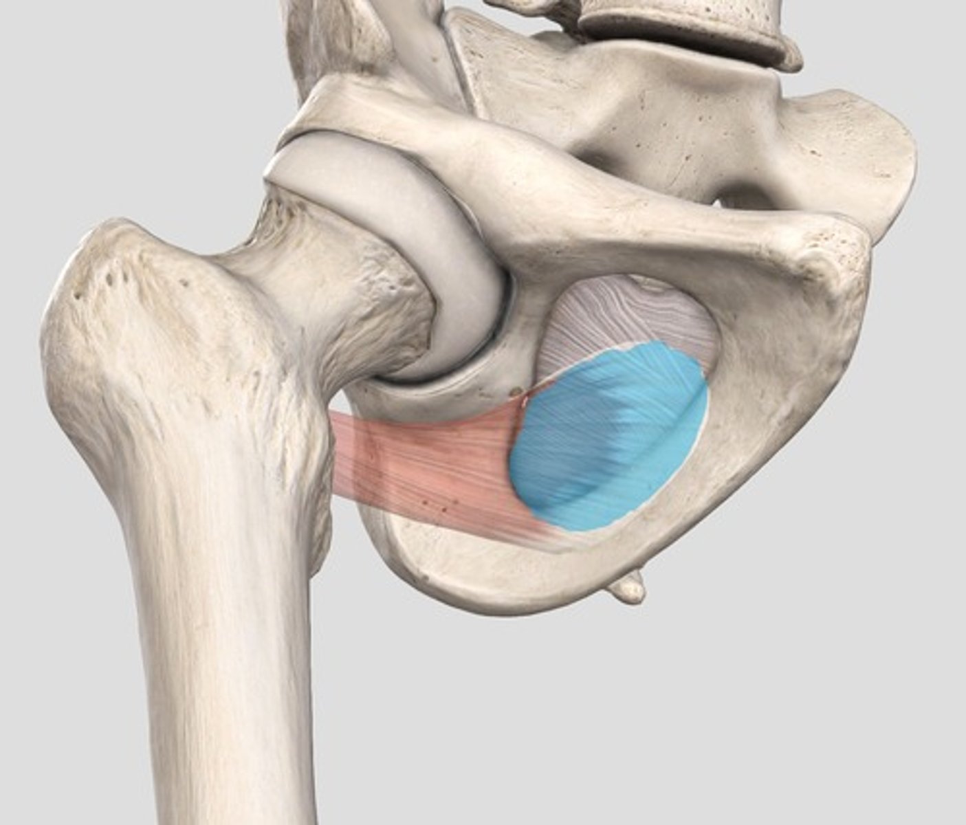 <p>1. Pubis and ischium near obturator foramen</p><p>2. External surface of obturator membrane</p>