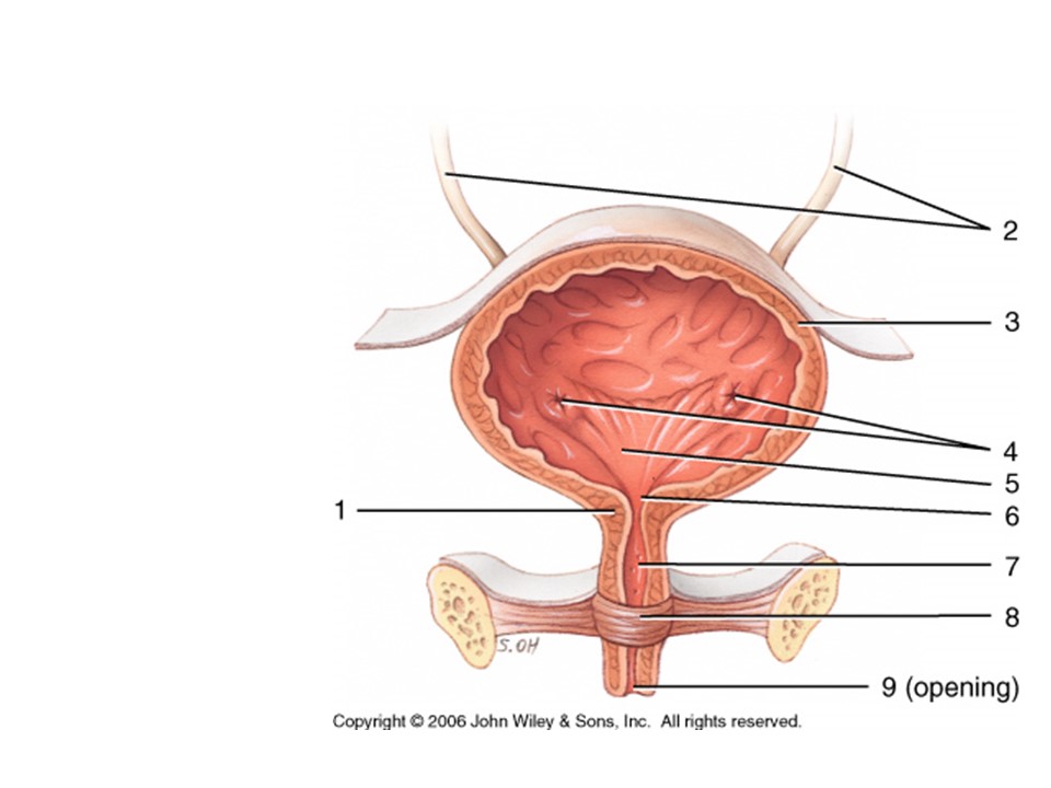 <p>what has three layers that contract via parasympathetic nerves?</p>