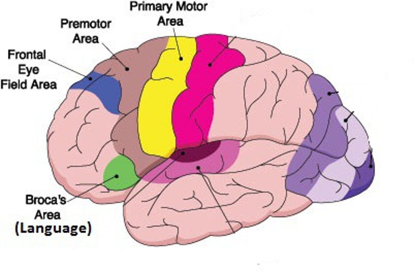 <p>Area of the frontal cortex that controls voluntary scanning movements of the eyes (E.g. reading).</p>