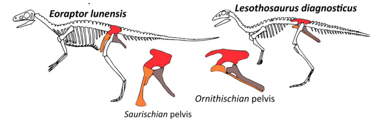 <p>Top part of the dinosaur hip/pelvis structure (red)</p>