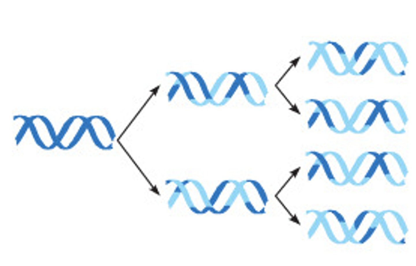 <p>a disproved model of DNA synthesis suggesting more or less random interspersion of parental and new segments in daughter DNA molecules</p><p>2 multiple choice options</p>