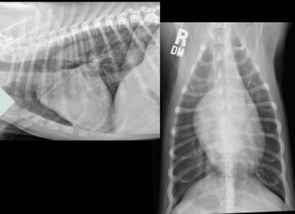 <p>What can be seen in these radiographs?</p>