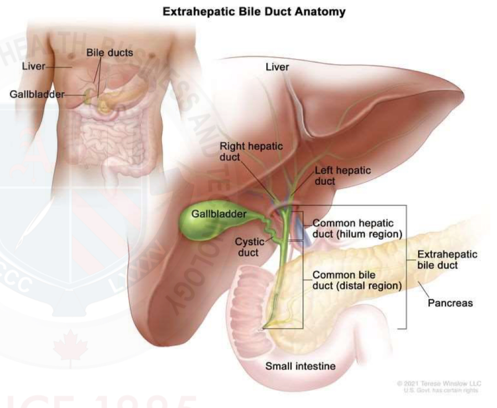<p><span style="color: rgb(203, 213, 225)">Extrahepatic(outside liver)&nbsp;</span></p><p>Created when the cystic duct(CD) and common hepatic duct (CHD) unite&nbsp;</p><p>Length variation&nbsp;</p><p>CD and CHD may join more distally&nbsp;</p><p>= CBD will be shorter&nbsp;</p>