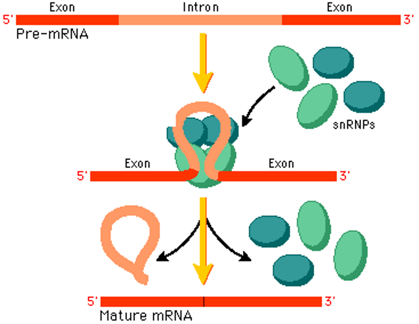 <p>Modification of RNA primary transcripts, including splicing out of introns, joining together of exons, and alteration of the 5ʹ and 3ʹ ends.</p>