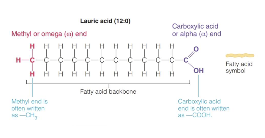 <p>Alpha end - with a carboxylic group (COOH)</p><p>Omega end - with a metyhyl group (CH3)</p>