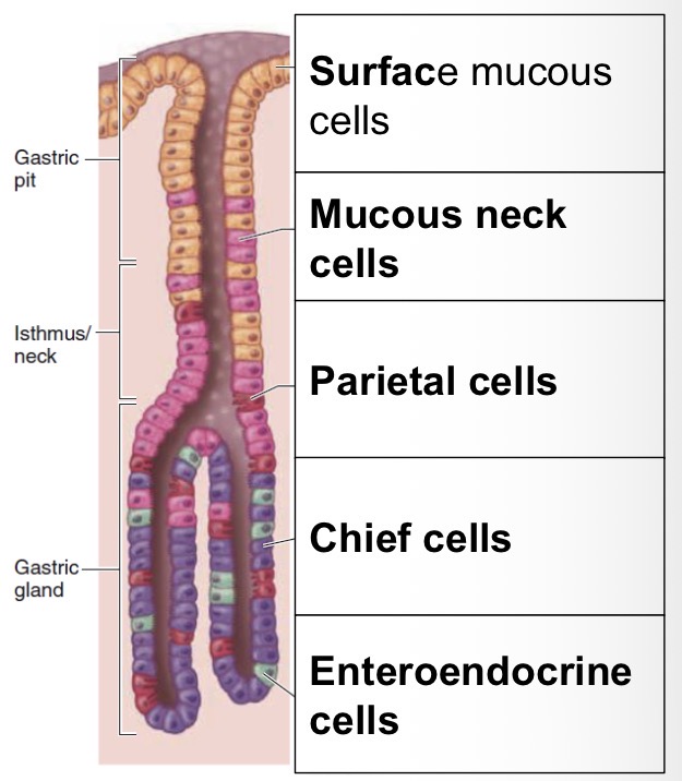 <ul><li><p>Gastric pits: opening to the gastric glands, contain mucous cells</p></li><li><p>Gastric glands: secrete stomach acids, enzymes and local signals </p></li><li><p>Simple columnar epithelium</p></li><li><p>Chief cells (pepsinogen and gastric lipase)</p></li><li><p>Parietal cells (HCl and GIF) HCl activates pepsinogen to pepsin </p></li><li><p>Mucous cells (rich in HCO3-)</p></li><li><p>Enters endocrine cells (secret gastrin to stimulate acid secretion) </p></li></ul><p></p>