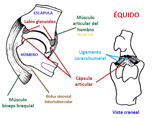 <ul><li><p>TIPO : sinovial simple </p></li><li><p>CLASE : esferoidal</p></li><li><p>MOVIMIENTOS : flexion, extension, aduccion, abduccion, rotacion </p></li></ul><p></p>