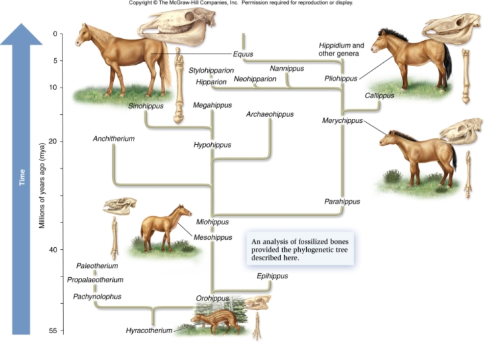 <p>The tree above is based on which type of traits and what is the genus name for the most recent horse?</p>