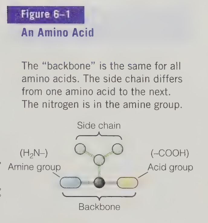 <ul><li><p>single carbon atom with amine group and an acid group attached</p></li></ul><p></p>