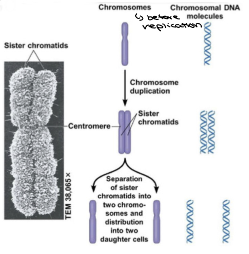 * Séparation of sister chromatids that are joined through the centromere 
* Results in daughter cells(contain complete and identical chromosomes)