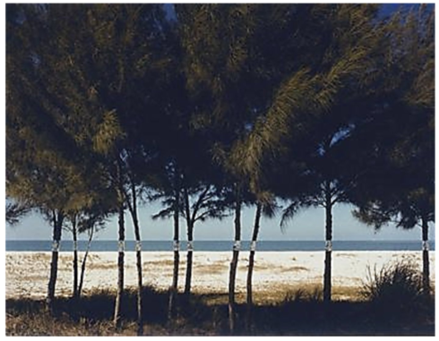 <p>Australian Pines</p>