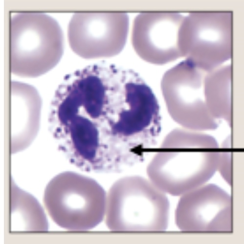 <p>Identify this leukocyte (granulocyte)</p>