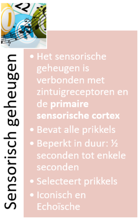<p>is ons geheugen voor <strong>recente zintuigelijke indrukkenen verbonden met zintuigreceptoren</strong> en de <strong>primaire cortex.</strong></p><ul><li><p>Het heeft <strong>een grote capaciteit</strong>, maar <strong>een zeer korte duur</strong>, en moet niet verward worden met het&nbsp;kortetermijngeheugen.</p></li><li><p>Het bevat een <strong>nauwkeurige kopie </strong>van <u>alle specifieke fysische stimuluskenmerken</u>, en wordt <strong>automatisch gevormd</strong><u> zonder tussenkomst van processen als aandacht of bewustzijn.</u></p></li><li><p>De inhoud van het sensorische geheugen <strong>onttrekt zich ook aan bewuste controle. </strong>Je hersenen worden overspoeld met gewaarwordingen.&nbsp;</p></li><li><p>Informatie net lang genoeg vastgehouden zodat kan worden <strong>geselecteerd welke informatie </strong>belangrijk genoeg is om doorgestuurd te worden.</p></li><li><p>Het sensorische geheugen is<strong> nauw verbonden</strong> met <strong>zintuigreceptoren voor visuele en geluidsprikkels </strong>en de <strong>specifieke projectiegebie</strong>den in de hersenen waarnaar deze prikkels projecteren., de <strong>sensorische cortex.</strong></p></li><li><p>Er worden doorgaans twee varianten onderscheiden, een <strong>visuele variant </strong>= <strong>iconisch</strong> geheugen&nbsp;(naar ikon of visueel beeld), en een <strong>auditieve variant = echoïsch </strong>geheugen&nbsp;(naar echo of klankbeeld) wordt genoemd.</p></li><li><p>De duur van het <strong>iconische geheugen</strong> zou ongeveer <strong>1/2 seconde</strong> bedragen. Over de duur van het <strong>echoïsche geheugen</strong> <u>verschilt men van mening.</u> Sommigen menen dat het <u>dezelfde duur </u>heeft als het iconische geheugen, anderen menen daarentegen dat het <u>vele seconden kan duren.</u></p></li></ul><p></p>