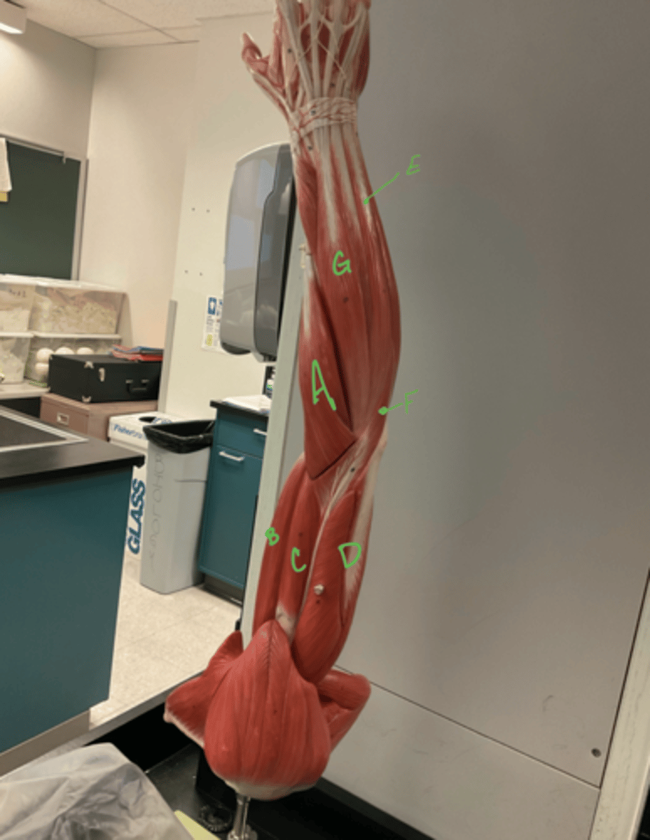 <p>extensor digitorum</p>