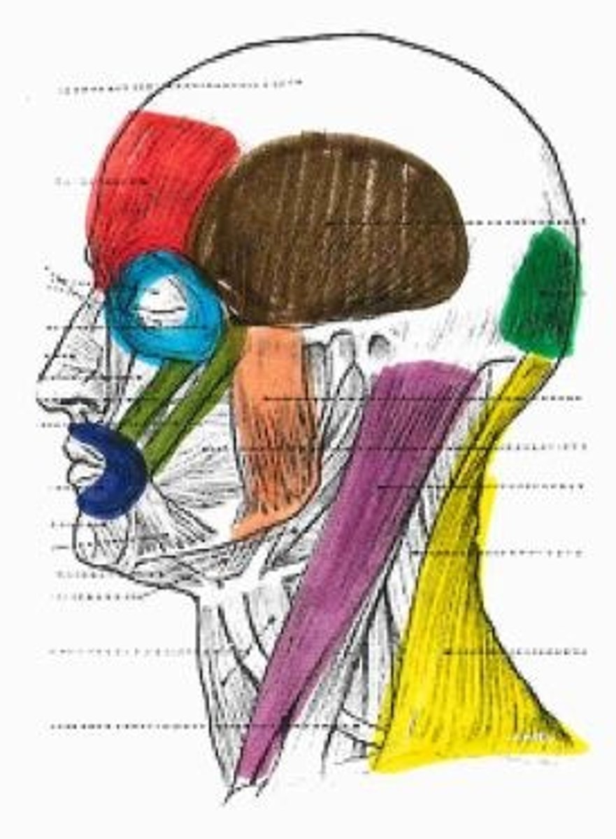 <p>green muscle</p>