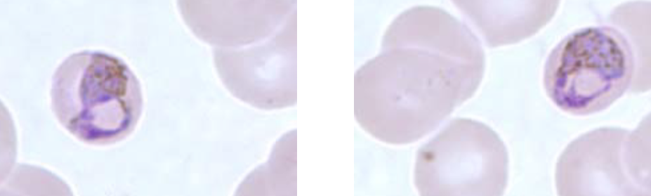 <p>What organism is this?</p>