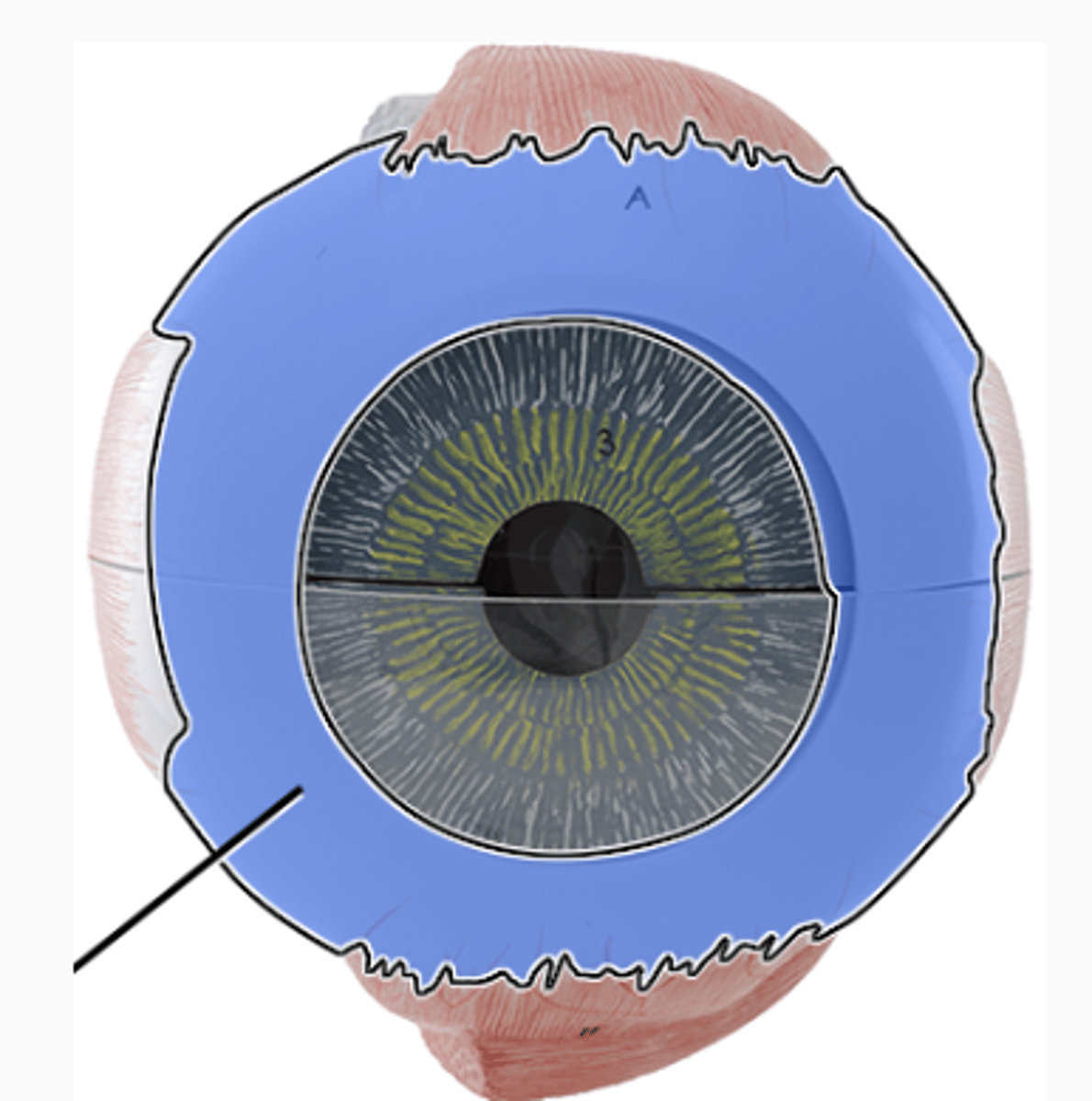 <p>white of the eye</p>