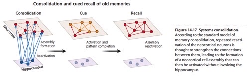 <p>memory consolidation is the gradual strengthening of memories, the idea that memory consolidation involves relocation of memories to the neocortex</p>