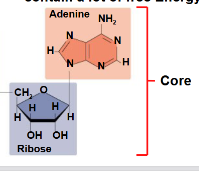 <p>Ribose(sugar) </p><p>Adenine( nitrogous base)</p>