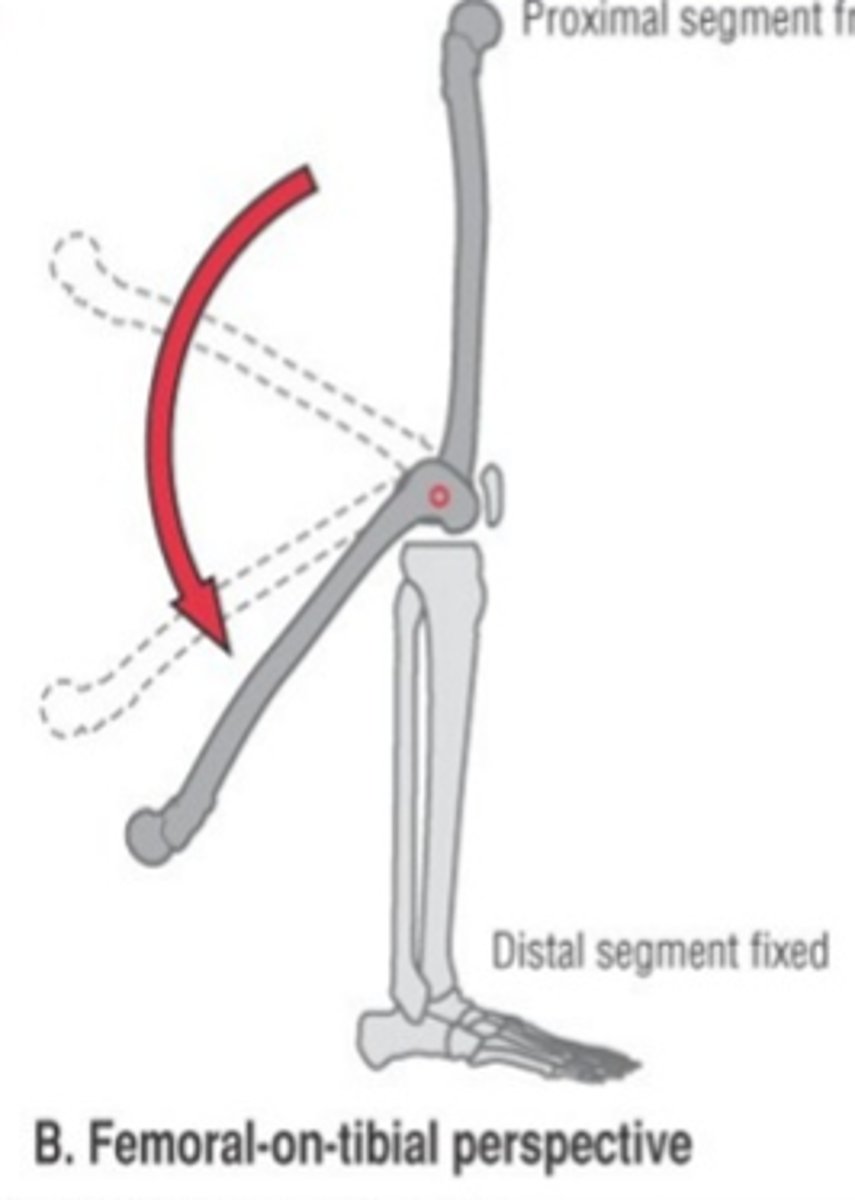 <p>distal segment FIXED</p>