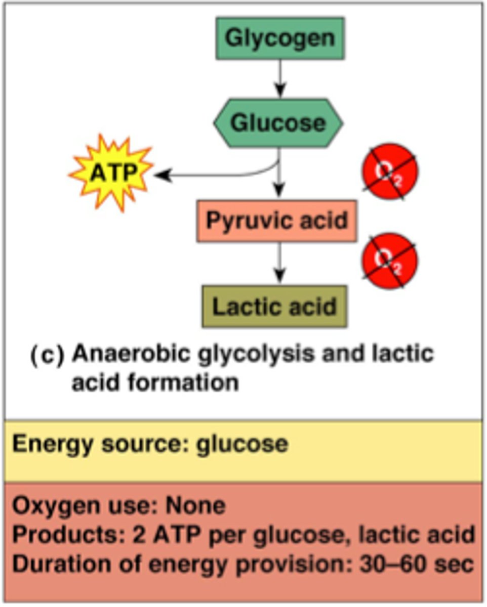 <p>anaerobic glycolysis and fermentation</p>