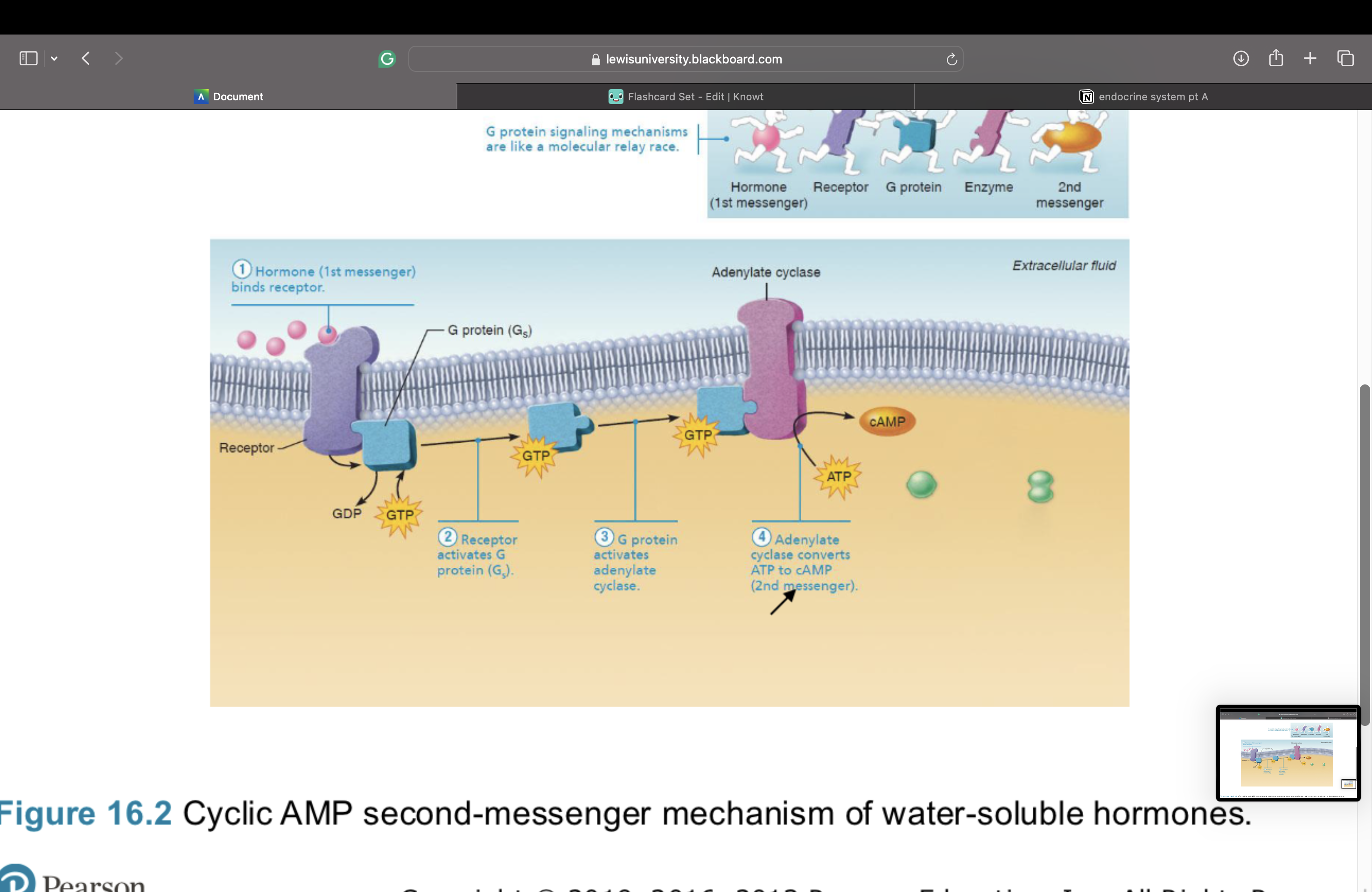 knowt flashcard image