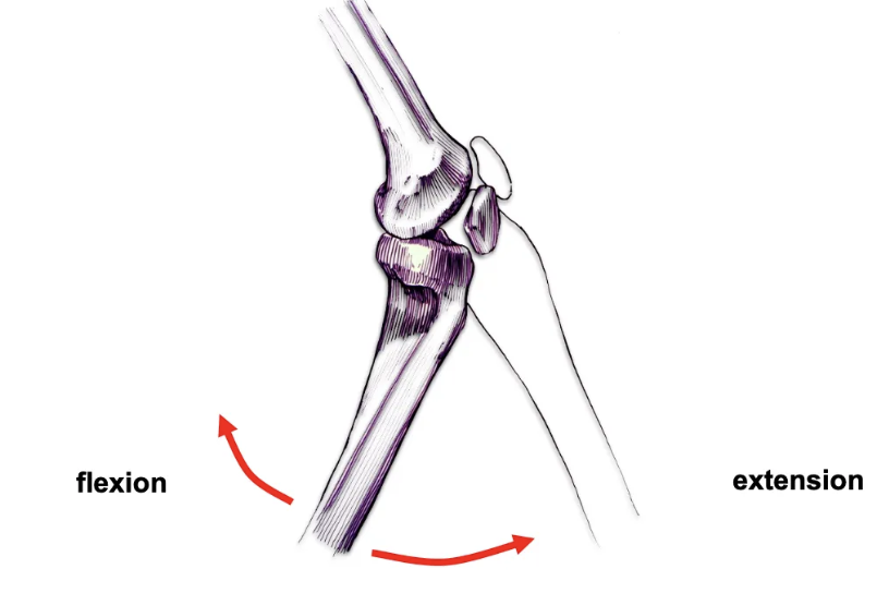 <p>A modified hinge joint (tibiofemoral joint) that allows flexion, extension, and limited rotation when flexed.</p>