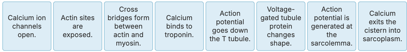 <p>Put the following in order of the correct occurrence of the excitation-contraction coupling </p>
