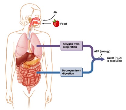 <p>Energy metabolism involves oxidation and can create free radicals.  Oxygen accepts a single electron and becomes a free radical.</p><p>Regular physical activity increases the activity of antioxidant enzyme systems which disarm free radicals.</p><p></p>