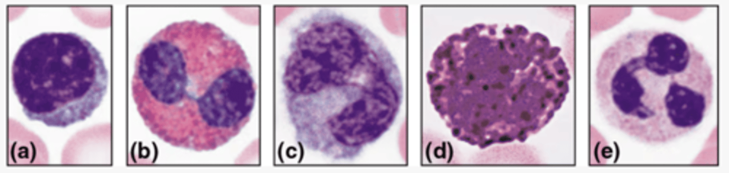 <p>Label cell type E</p>