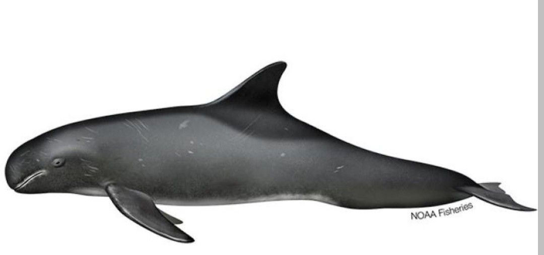 <p>Delphinidae family</p><p class="has-focus">Their diet consists primarily of fish and squid, though they may sometimes hunt other small cetaceans</p><p class="has-focus">dark gray to black, with a rounded head, no rostrum (beak), a relatively large dorsal fin, and distinct white markings on the lips and belly.</p>