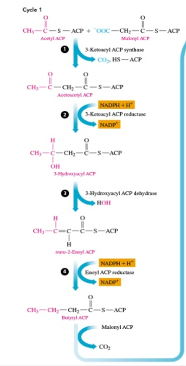 <p>-acetyl ACP and malonyl ACP are combined to form acetoacetyl ACP by malonyl ACP losing a carbon and acetyl CoA losing ACP, which releasing CO2 and a ACP</p><p>-acetoacetyl ACP is reduced to 3-hydroxyacyl ACP, making<strong> NADP+</strong></p><p>-3-hydroxyacyl ACP is then dehydrated (loses H2O) to make trans-2-enoyl ACP (so loses water and forms a = bond between those carbons)</p><p>-trans-2-enoyl ACP is reduced into butyryl ACP (no c=c bond) which is 2 C’s longer, and <strong>NADP+</strong> is made</p><p>-then cycle repeats by adding in a malonyl ACP and then repeating the steps to make if longer</p>