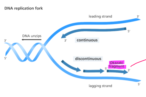 <p>the enzyme DNA polymerase can only work 3’ to 5’ and as the strands are antiparallel it means there is one continuous strand and the other is discontinuous as it works as it unwinds </p>